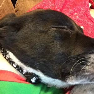 Meet your Posher, Abigail